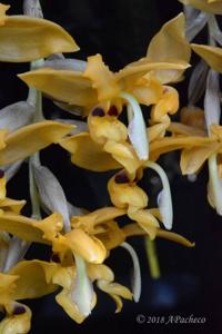 Stanhopea stevensonii