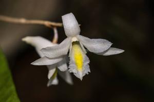 Dendrobium crumenatum