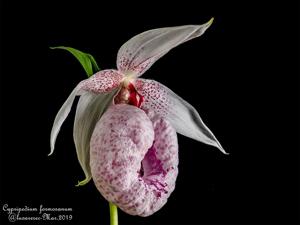 Cypripedium formosanum