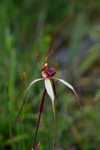 Caladenia dienema