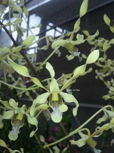 Dendrobium gouldii