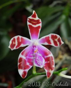 Phalaenopsis mariae