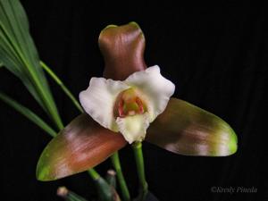 Lycaste measuresiana