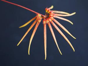 Bulbophyllum makoyanum