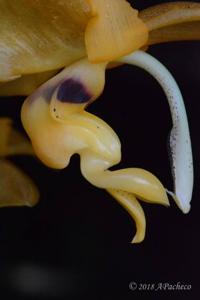 Stanhopea stevensonii