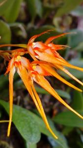 Bulbophyllum taiwanense