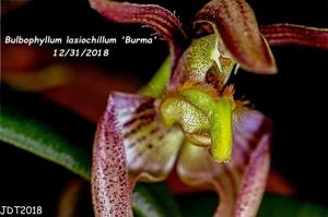 Bulbophyllum lasiochilum