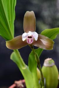 Lycaste macrophylla