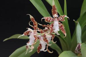 Oncidium crocidipterum