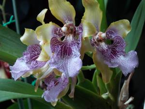 Oncidium harryanum