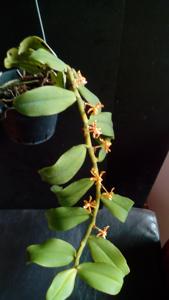 Trichoglottis mindanaensis
