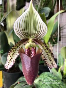 Paphiopedilum superbiens