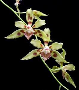 Oncidium kegeljanii