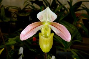 Paphiopedilum violascens