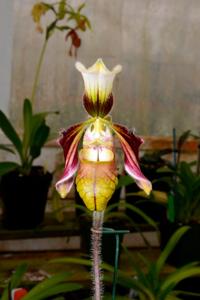 Paphiopedilum sangii