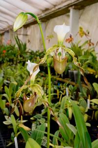 Paphiopedilum dianthum