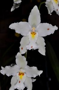 Oncidium nobile