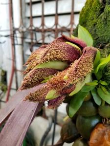 Bulbophyllum phalaenopsis