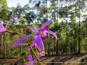 Cattleya caulescens