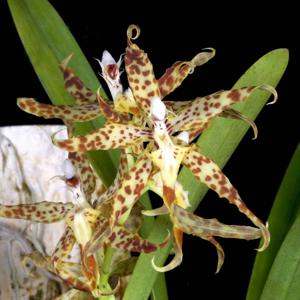 Oncidium praestanoides