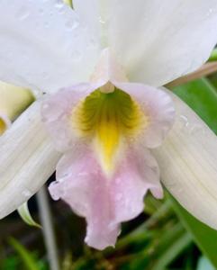 Laelia anceps subsp. anceps