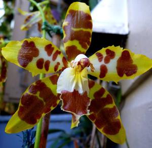 Oncidium spectatissimum