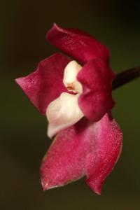 Oncidium strictum