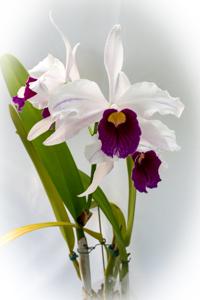 Cattleya purpurata