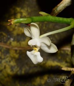 Phalaenopsis parishii