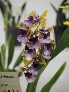 Oncidium wyattianum