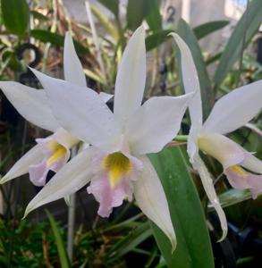 Laelia anceps subsp. anceps