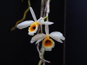 Dendrobium bensoniae