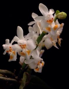 Phalaenopsis thailandica