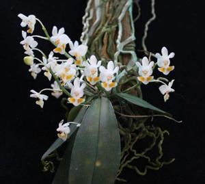Phalaenopsis thailandica