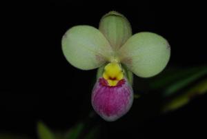 Phragmipedium schlimii