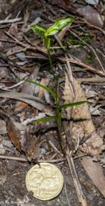 Pterostylis tunstallii