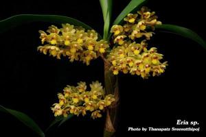 Pinalia xanthocheila