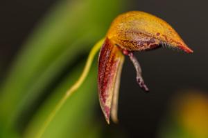 Bulbophyllum maquilingense