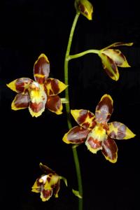 Oncidium spectatissimum