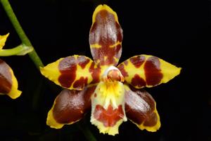 Oncidium spectatissimum