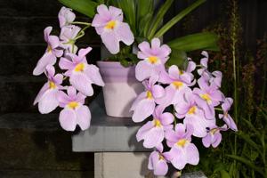 Miltoniopsis vexillaria