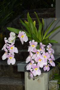 Miltoniopsis vexillaria