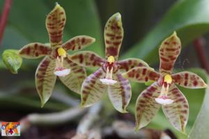 Phalaenopsis cornu-cervi