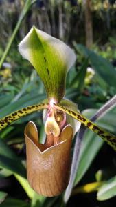 Paphiopedilum lowii