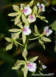 Encyclia ambigua