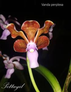 Vanda perplexa