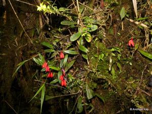 Masdevallia deformis