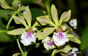 Encyclia ambigua