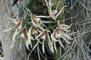 Dendrobium cucumerinum