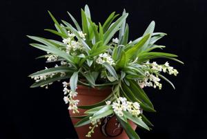 Sarcochilus hartmannii